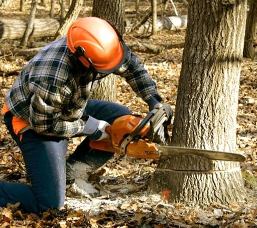 Tree Removal in Falmouth, IN